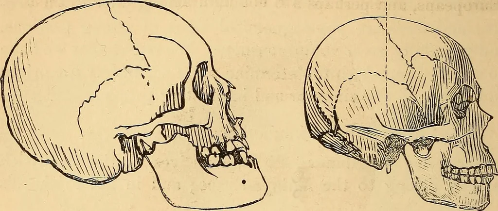 An illustration from New physiognomy, 1867, leaf 477