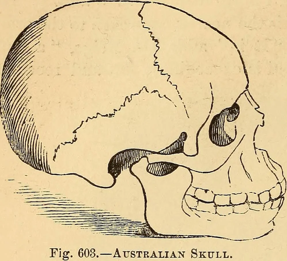 An illustration from New physiognomy, 1867, leaf 485