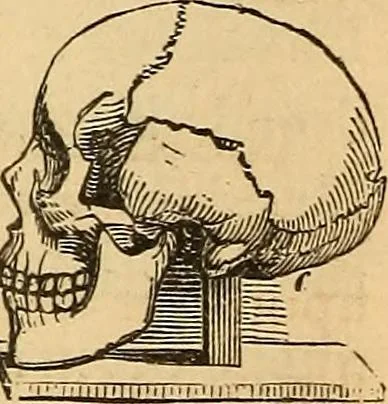 An illustration from New physiognomy, 1867, leaf 571