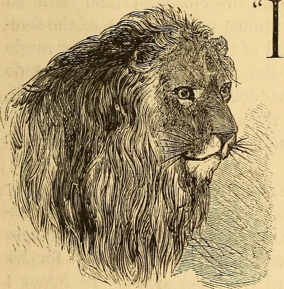 An illustration from New physiognomy, 1867, leaf 590