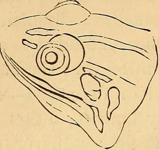 An illustration from New physiognomy, 1867, leaf 593