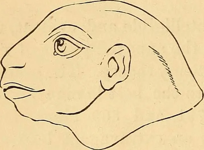 An illustration from New physiognomy, 1867, leaf 593