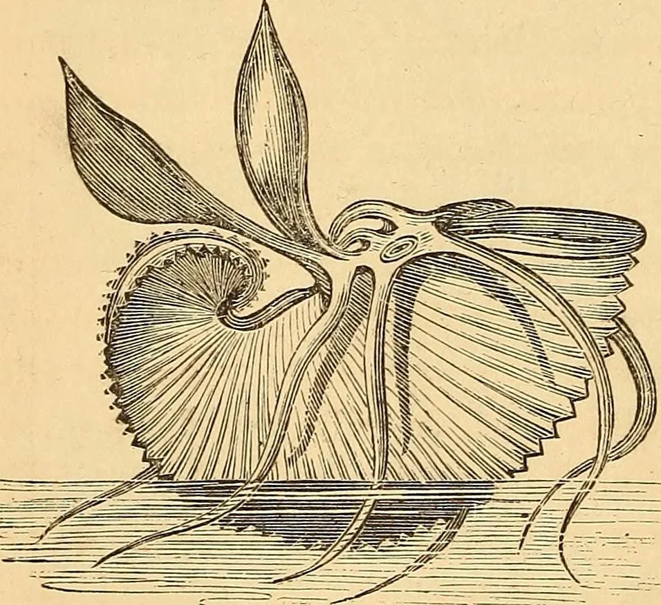 An illustration from New physiognomy, 1867, leaf 599