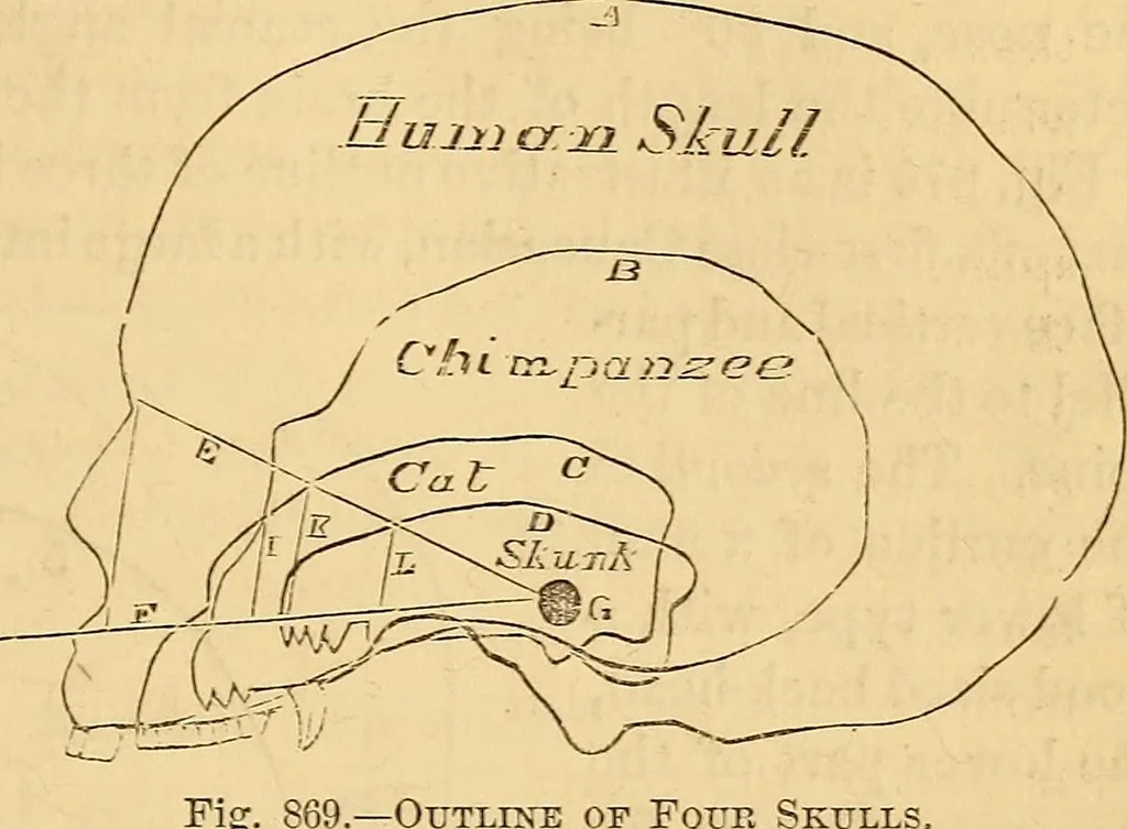 An illustration from New physiognomy, 1867, leaf 604