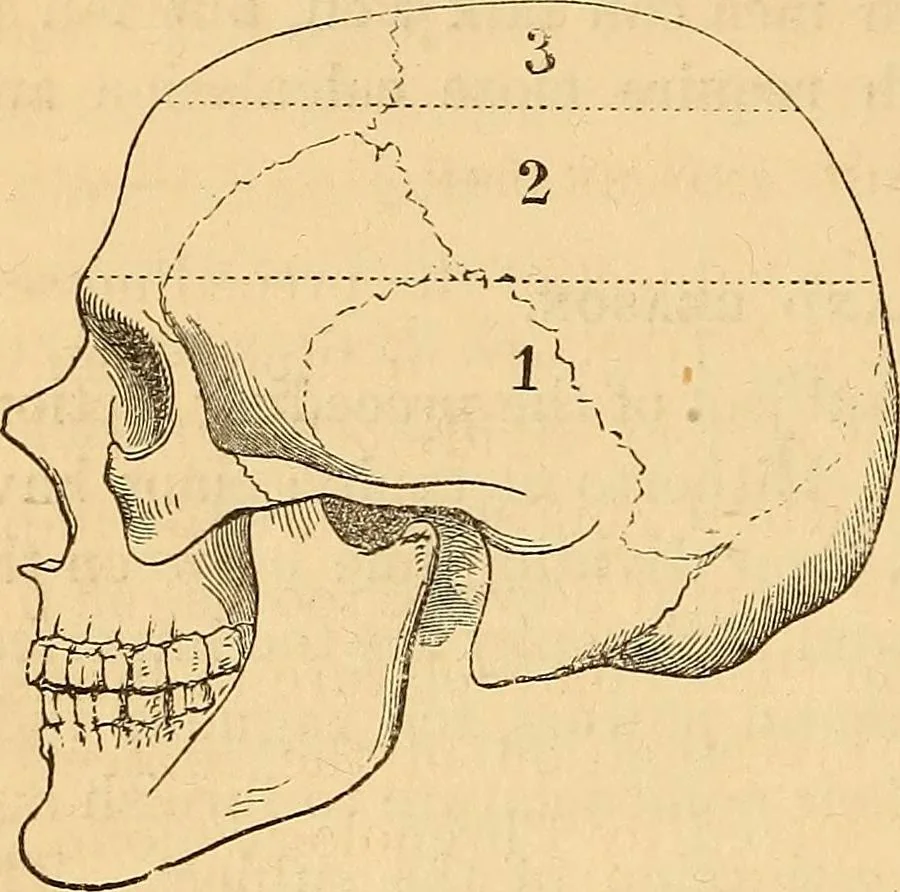 An illustration from New physiognomy, 1867, leaf 607