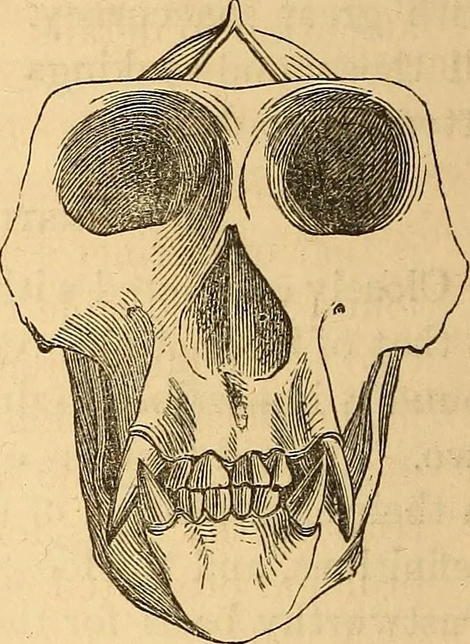 An illustration from New physiognomy, 1867, leaf 607