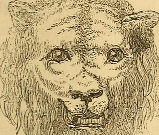 An illustration from New physiognomy, 1867, leaf 612