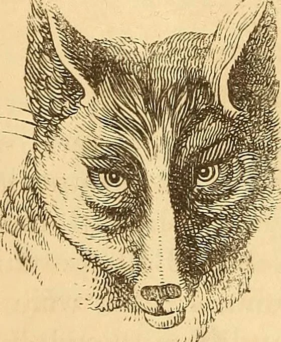 An illustration from New physiognomy, 1867, leaf 613