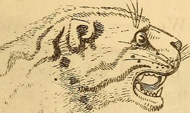An illustration from New physiognomy, 1867, leaf 614