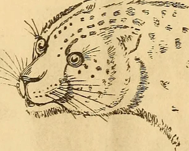 An illustration from New physiognomy, 1867, leaf 614