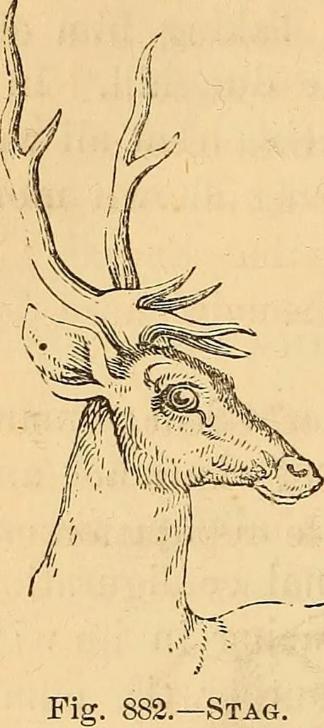 An illustration from New physiognomy, 1867, leaf 615