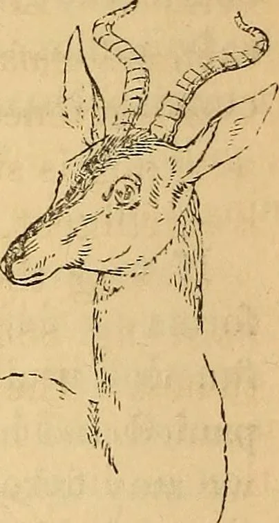 An illustration from New physiognomy, 1867, leaf 615