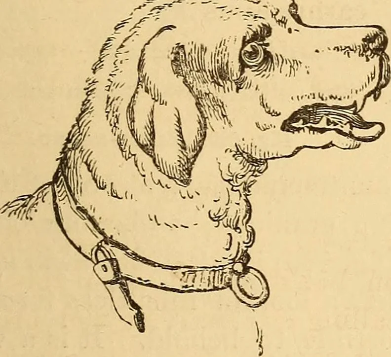 An illustration from New physiognomy, 1867, leaf 616