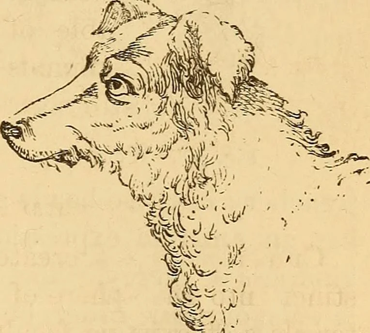 An illustration from New physiognomy, 1867, leaf 616