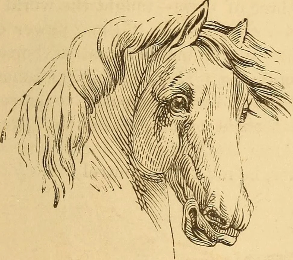 An illustration from New physiognomy, 1867, leaf 618