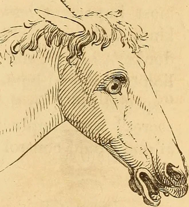 An illustration from New physiognomy, 1867, leaf 618