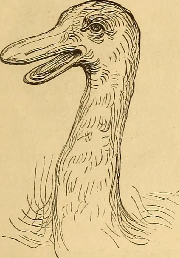 An illustration from New physiognomy, 1867, leaf 622
