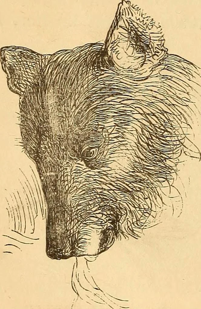 An illustration from New physiognomy, 1867, leaf 623