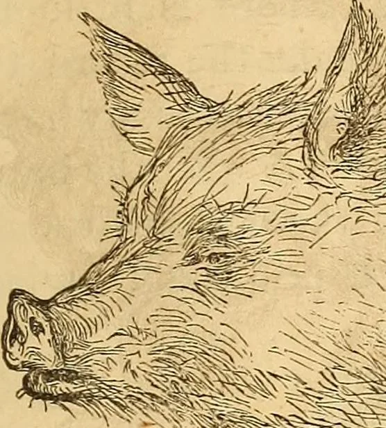 An illustration from New physiognomy, 1867, leaf 624