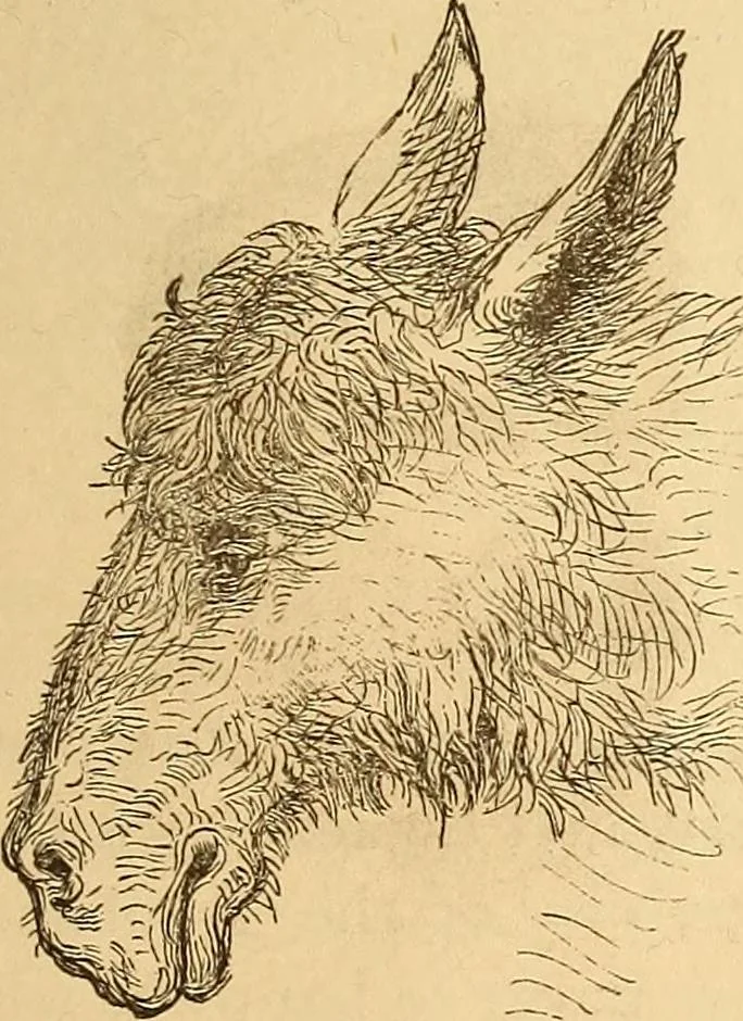 An illustration from New physiognomy, 1867, leaf 624