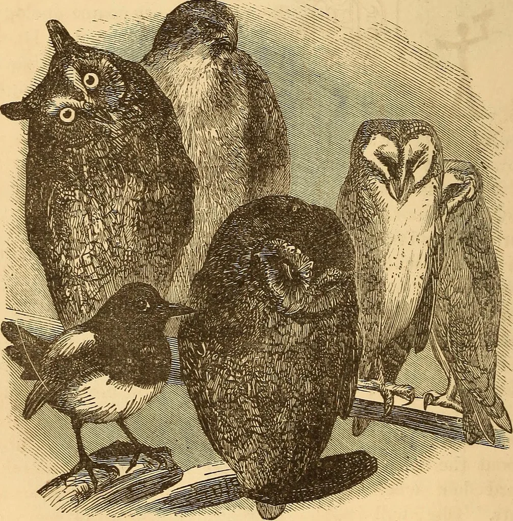 An illustration from New physiognomy, 1867, leaf 629