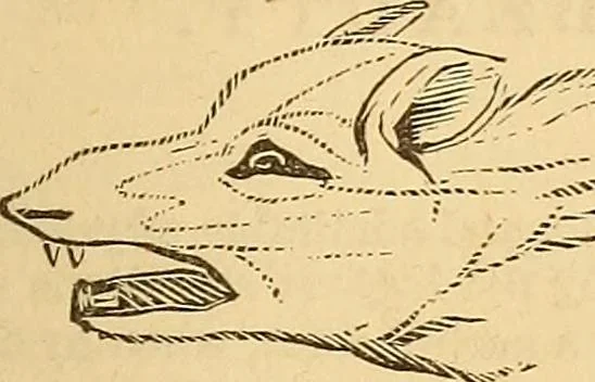 An illustration from New physiognomy, 1867, leaf 658