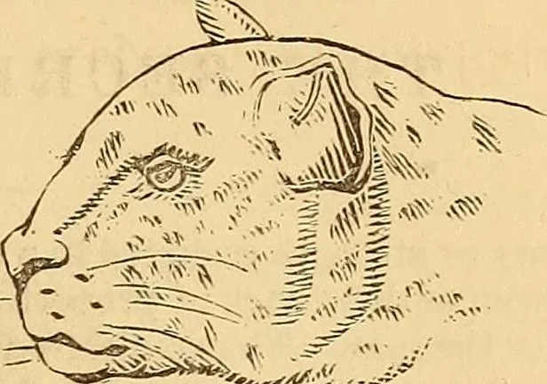 An illustration from New physiognomy, 1867, leaf 658