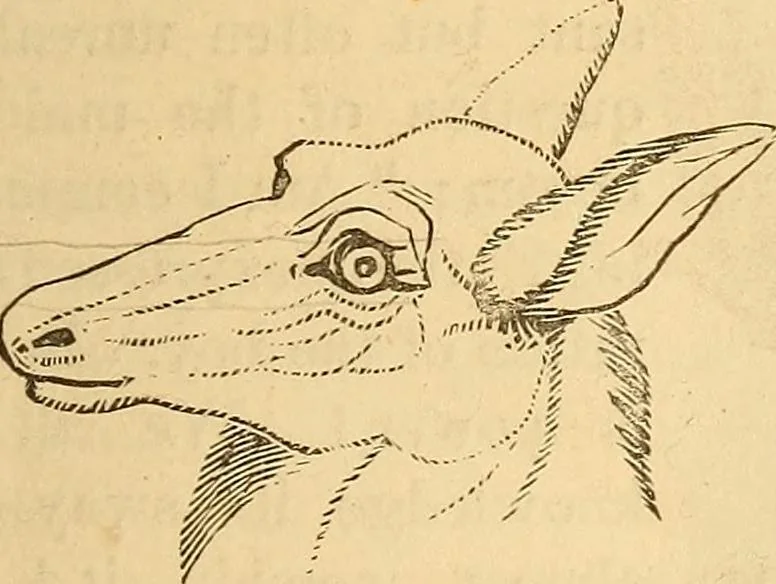 An illustration from New physiognomy, 1867, leaf 658