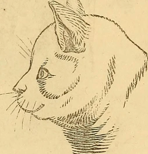 An illustration from New physiognomy, 1867, leaf 658
