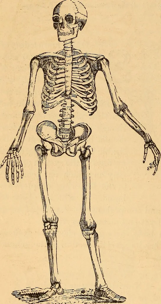 An illustration from New physiognomy, 1867, leaf 77