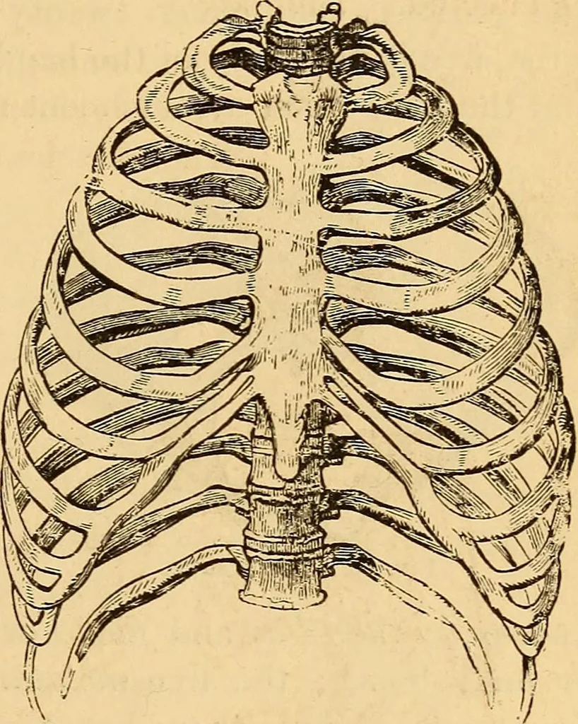 An illustration from New physiognomy, 1867, leaf 78