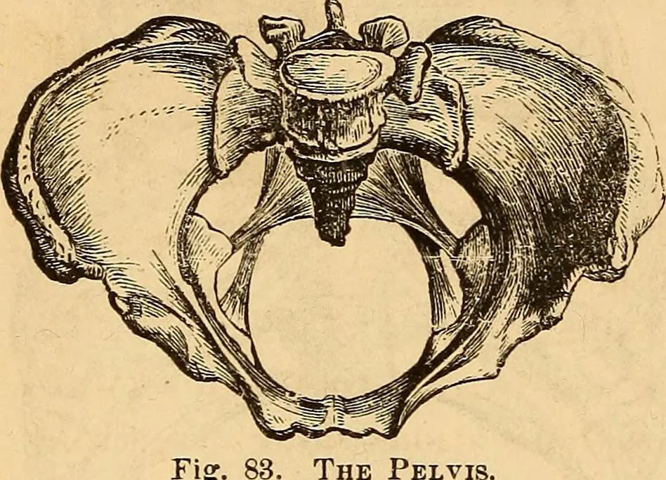 An illustration from New physiognomy, 1867, leaf 79