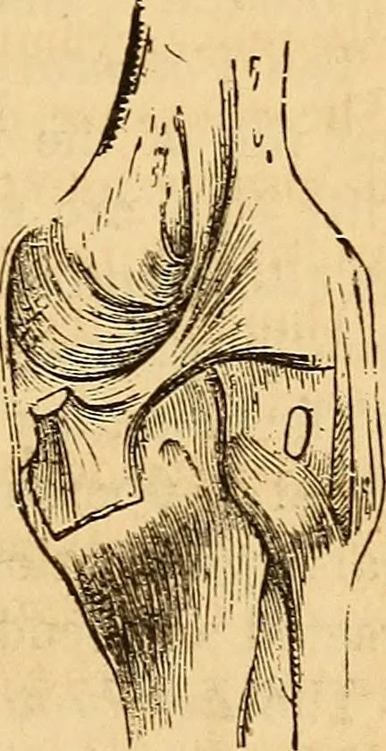 An illustration from New physiognomy, 1867, leaf 80