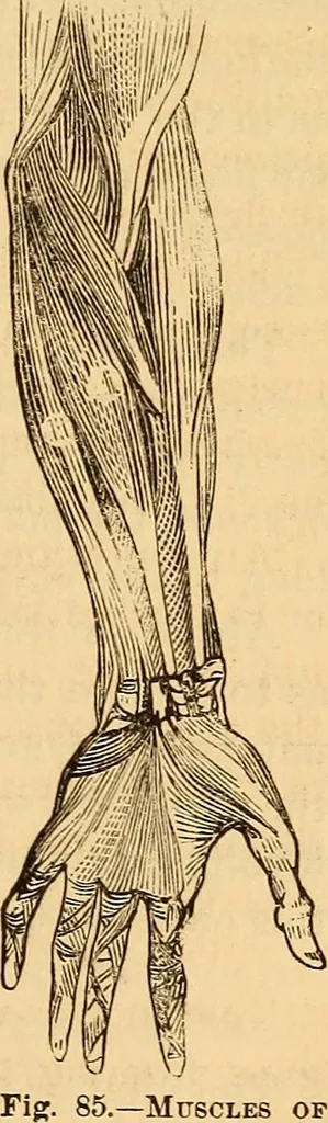 An illustration from New physiognomy, 1867, leaf 80