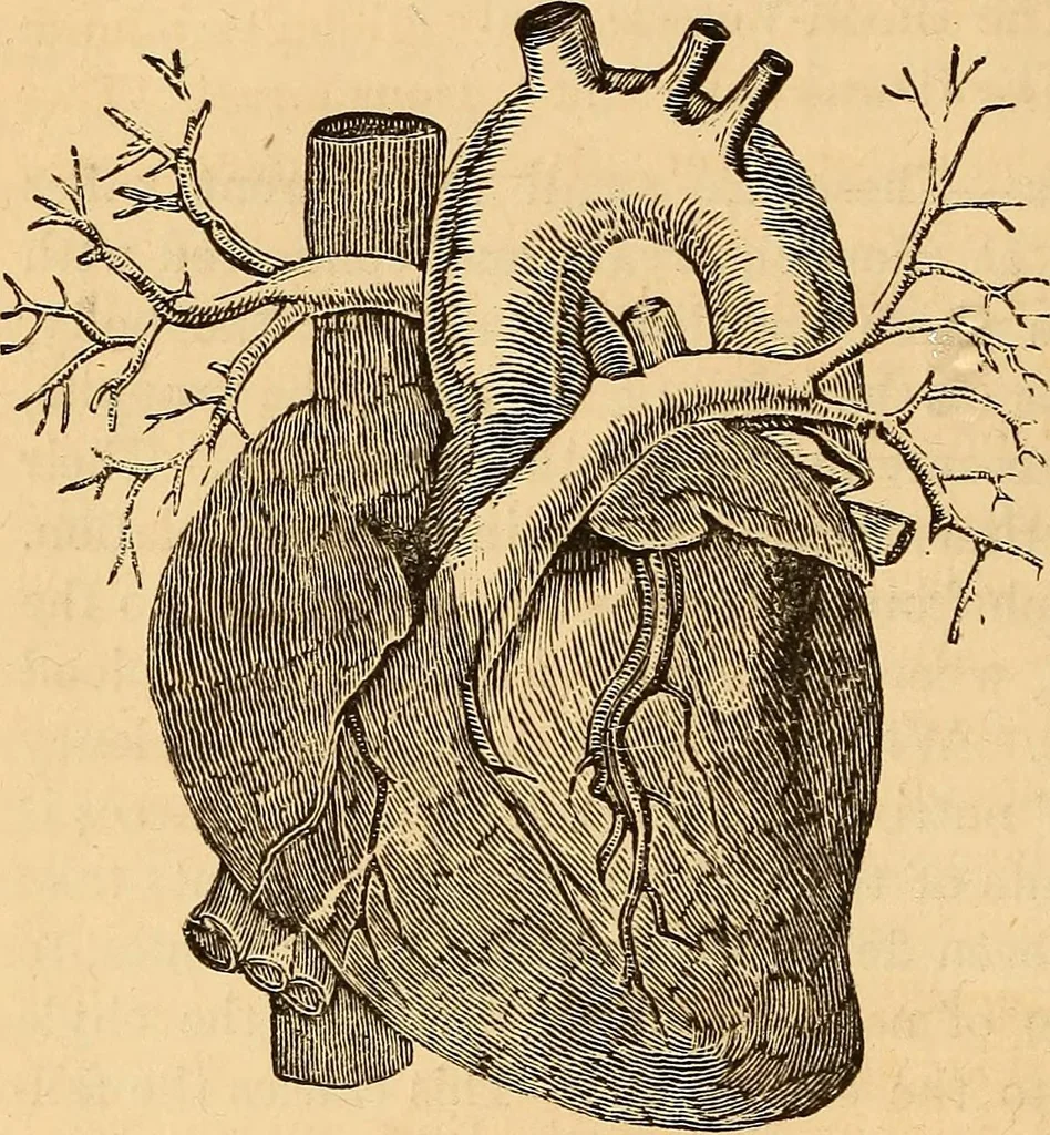 An illustration from New physiognomy, 1867, leaf 83