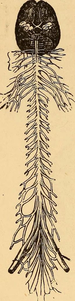 An illustration from New physiognomy, 1867, leaf 85