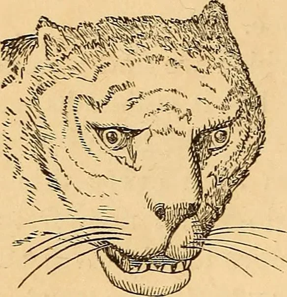 An illustration from New physiognomy, 1867, leaf 91