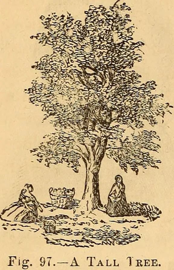 An illustration from New physiognomy, 1867, leaf 93