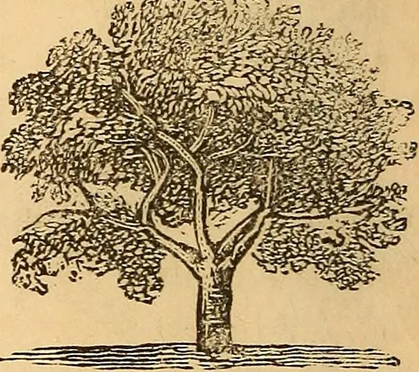 An illustration from New physiognomy, 1867, leaf 93