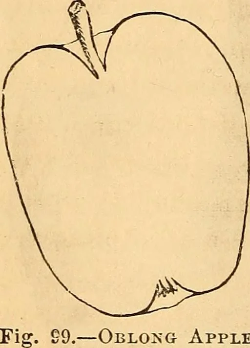 An illustration from New physiognomy, 1867, leaf 93