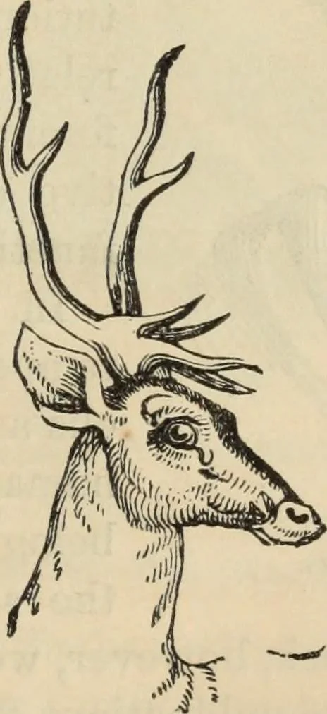 An illustration from New Physiognomy : or signs of character, as manifested through temperament and external forms, and especially in the "the human face divine.", 1889, leaf 100
