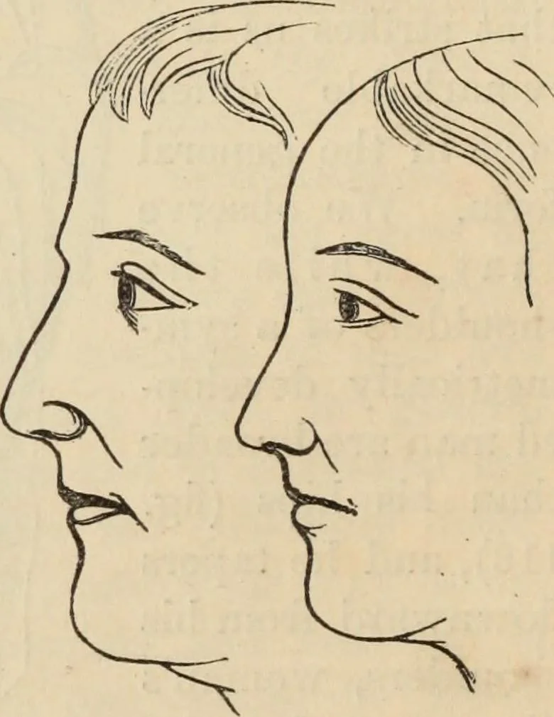 An illustration from New Physiognomy : or signs of character, as manifested through temperament and external forms, and especially in the "the human face divine.", 1889, leaf 119