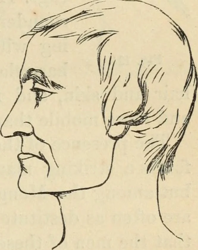 An illustration from New Physiognomy : or signs of character, as manifested through temperament and external forms, and especially in the "the human face divine.", 1889, leaf 120