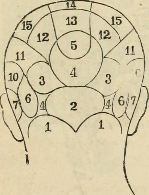 An illustration from New Physiognomy : or signs of character, as manifested through temperament and external forms, and especially in the "the human face divine.", 1889, leaf 138