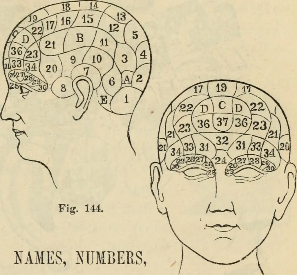 An illustration from New Physiognomy : or signs of character, as manifested through temperament and external forms, and especially in the "the human face divine.", 1889, leaf 138