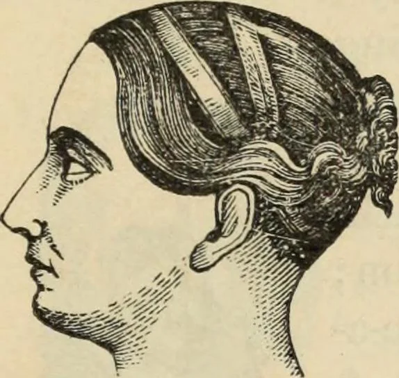 An illustration from New Physiognomy : or signs of character, as manifested through temperament and external forms, and especially in the "the human face divine.", 1889, leaf 140