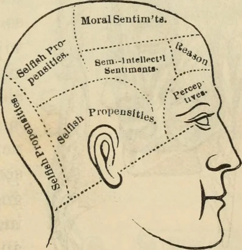 An illustration from New Physiognomy : or signs of character, as manifested through temperament and external forms, and especially in the "the human face divine.", 1889, leaf 148