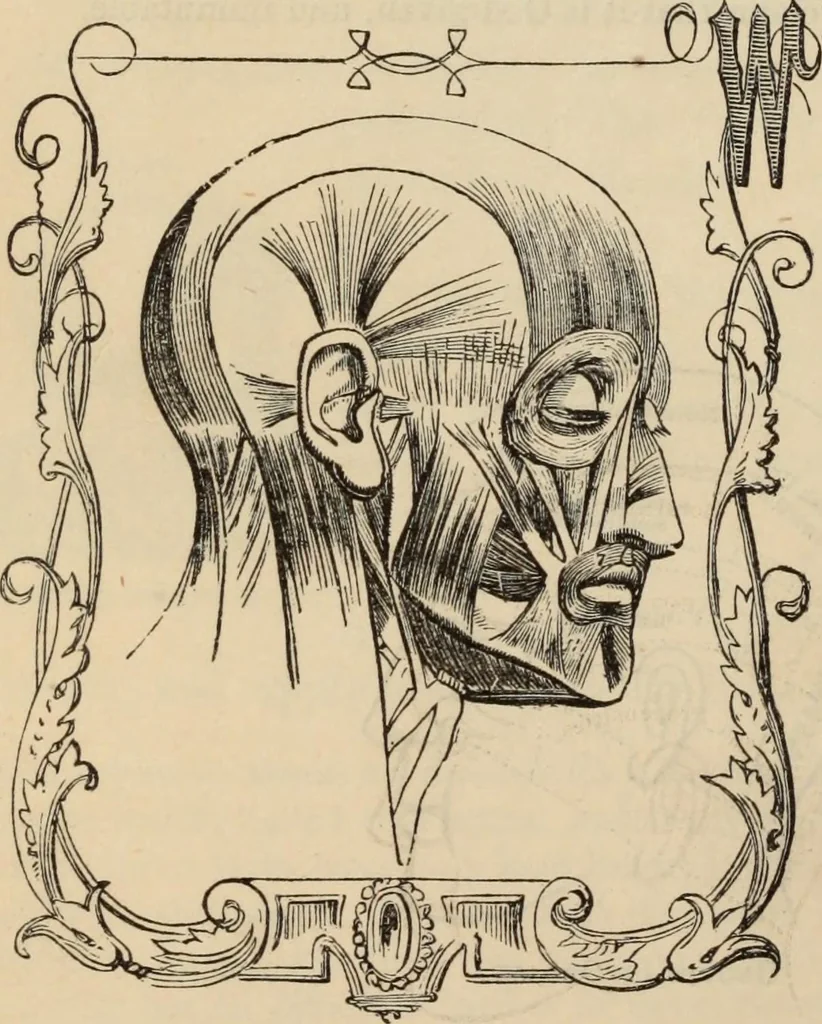 An illustration from New Physiognomy : or signs of character, as manifested through temperament and external forms, and especially in the "the human face divine.", 1889, leaf 149