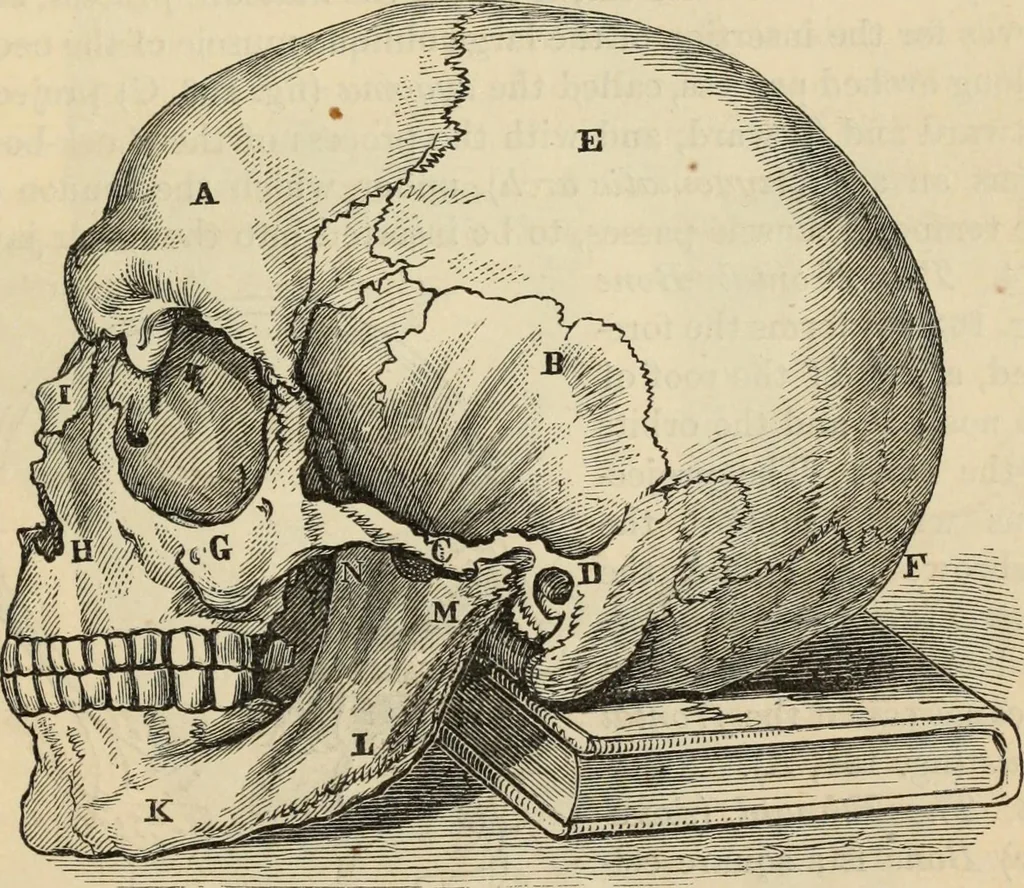 An illustration from New Physiognomy : or signs of character, as manifested through temperament and external forms, and especially in the "the human face divine.", 1889, leaf 150