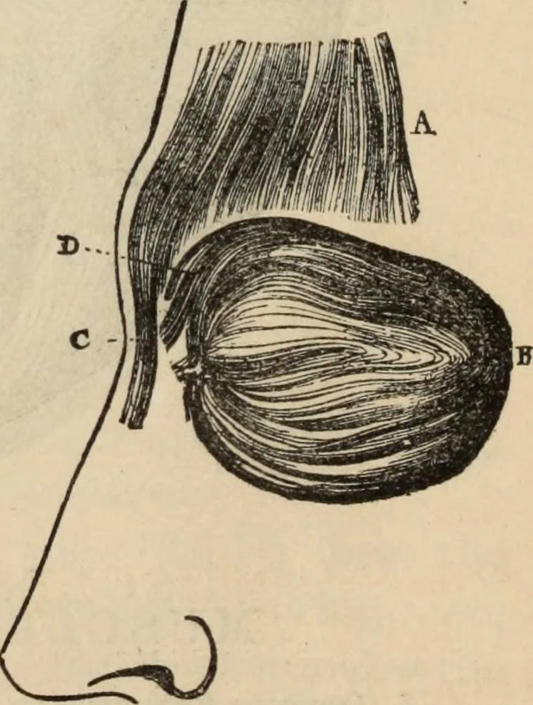 An illustration from New Physiognomy : or signs of character, as manifested through temperament and external forms, and especially in the "the human face divine.", 1889, leaf 153